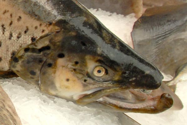 Edgar Madsen - Ihr professioneller Lieferant von frischem und verarbeitetem Fisch