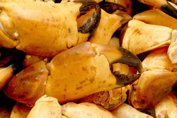 Fresh crab claws