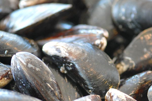 Fresh mussels