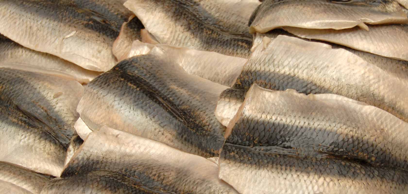 Edgar Madsen - fiskebutik - engros - eksport - frisk fisk fra Hvide Sande