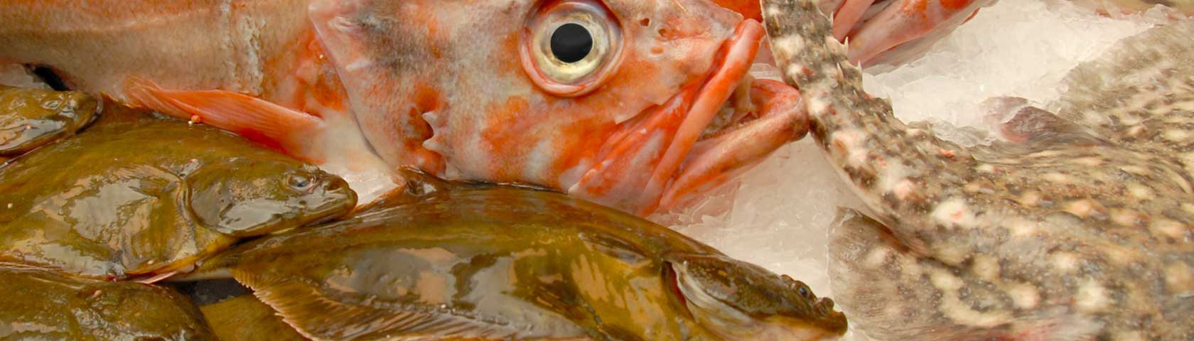 Edgar Madsen - Ihr professioneller Lieferant von frischem und verarbeitetem Fisch